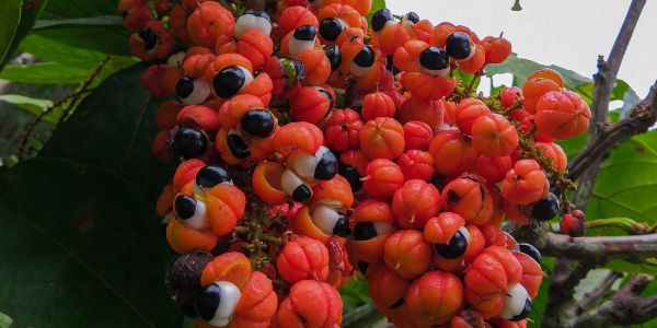 Otkud guarana?